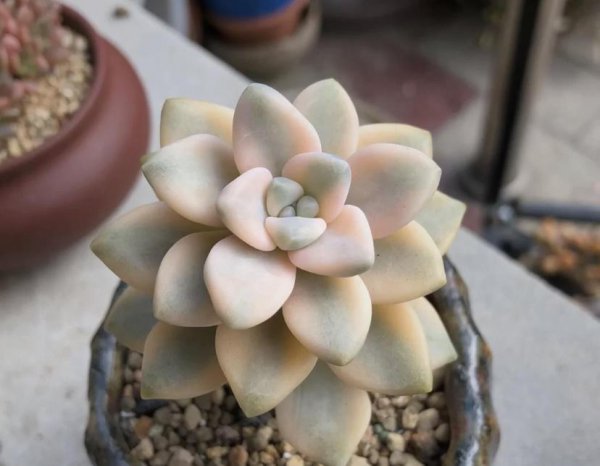 美杏锦多肉好养吗