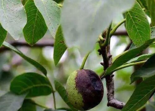 核桃炭疽病的发病原因及治疗方法