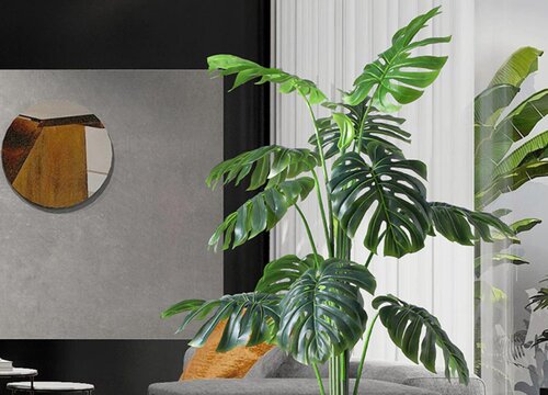 龟背竹可以水培吗