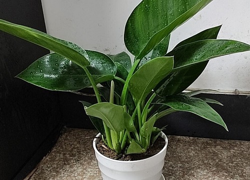 万年青烂根怎么补救