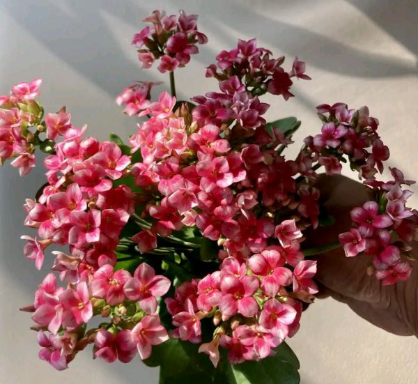 长寿花哪个品种最好看花最大