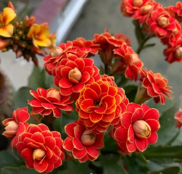 长寿花哪个品种最好看花最大