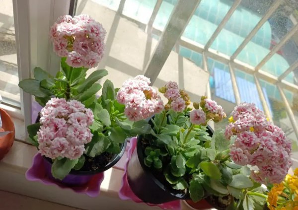 长寿花哪个品种最好看花最大