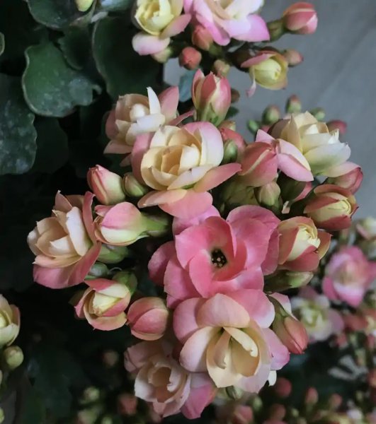 长寿花哪个品种最好看花最大