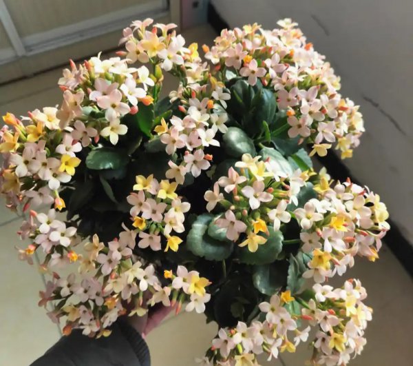 长寿花哪个品种最好看花最大