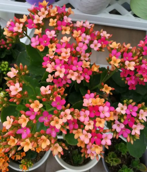 长寿花哪个品种最好看花最大