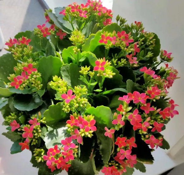 长寿花哪个品种最好看花最大