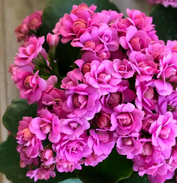 长寿花哪个品种最好看花最大