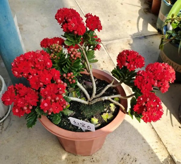 长寿花哪个品种最好看花最大