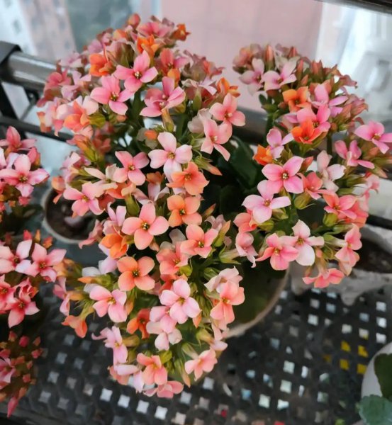 长寿花哪个品种最好看花最大