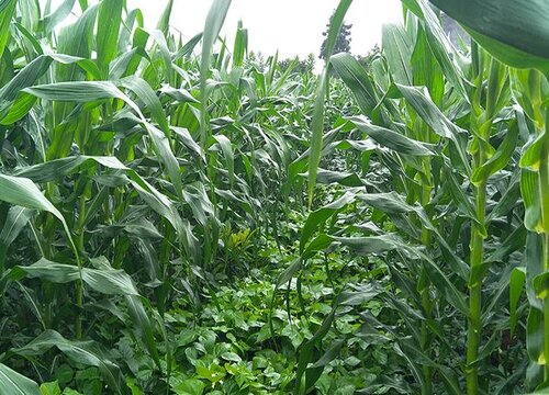 玉米几月份种植最好