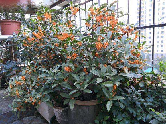 家里养什么花旺财又对身体好