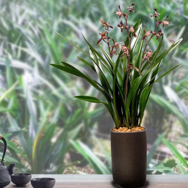 家里养什么花旺财又对身体好