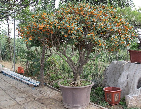 家里养什么花旺财又对身体好