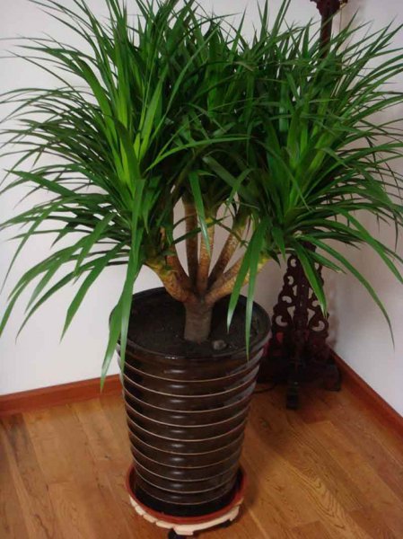 家里养什么花旺财又对身体好