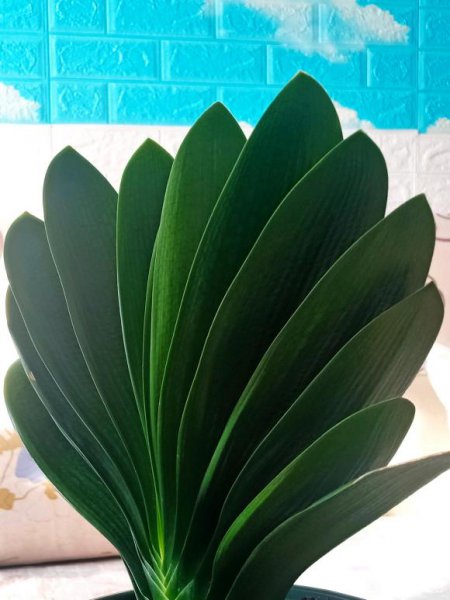 家里养什么花旺财又对身体好