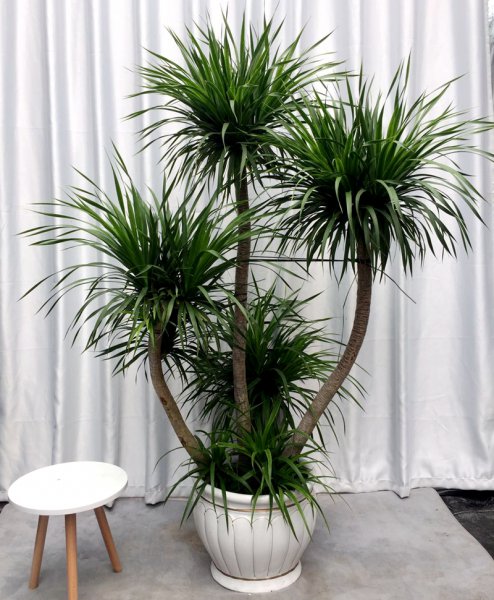 家里养什么花旺财又对身体好