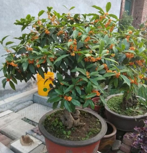 家里养什么花旺财又对身体好