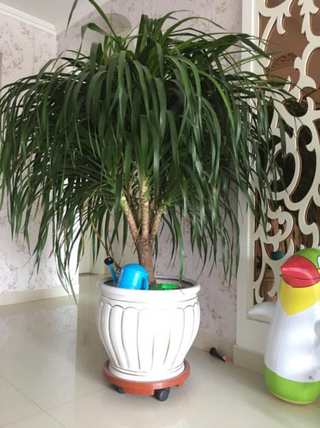 家里养什么花旺财又对身体好