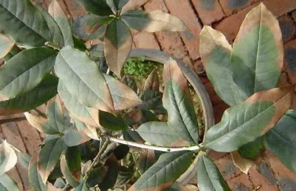 家里养什么花旺财又对身体好