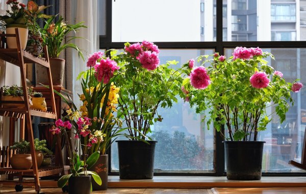 家里养什么花旺财又对身体好