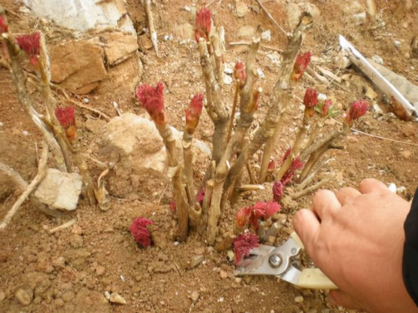 家里养什么花旺财又对身体好