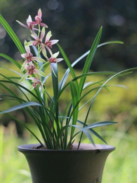 家里养什么花旺财又对身体好