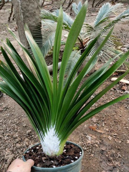 家里养什么花旺财又对身体好