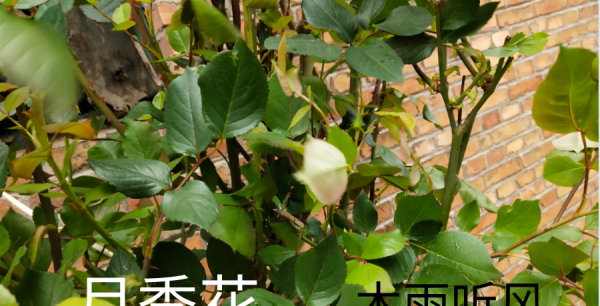 月季花几月份移栽最好活