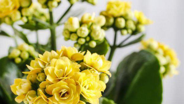 刚买回来长寿花能浇水吗