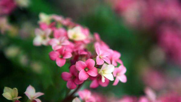 刚买回来长寿花能浇水吗