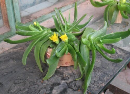 佛手黄叶是怎么回事