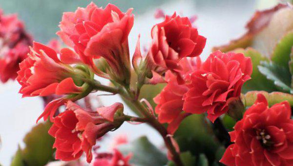 刚买回来长寿花能浇水吗