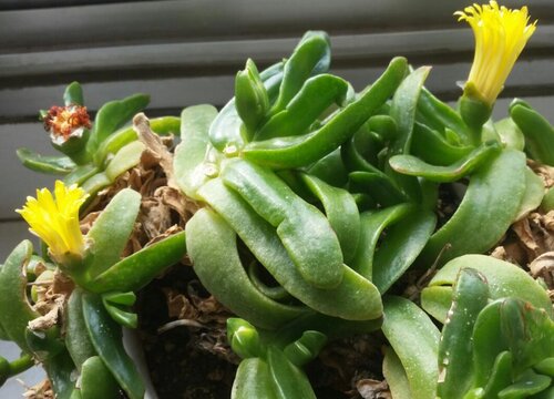 佛手黄叶是怎么回事