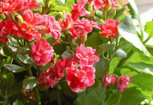 刚买回来长寿花能浇水吗