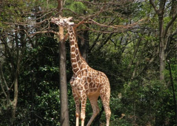 盘点什么动物不睡觉