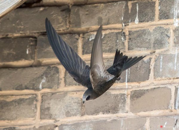 盘点什么动物不睡觉