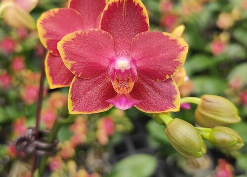 家庭养蝴蝶兰如何防虫