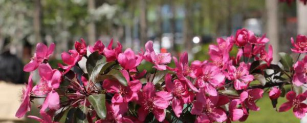 海棠叶子干枯怎么回事