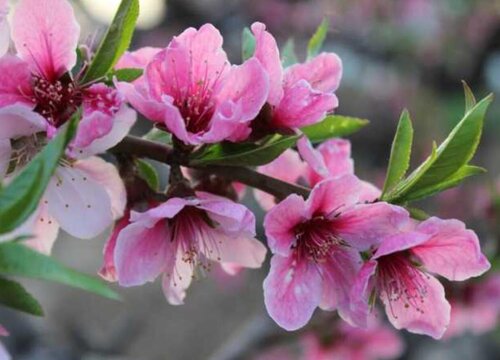 桃木为什么能辟邪