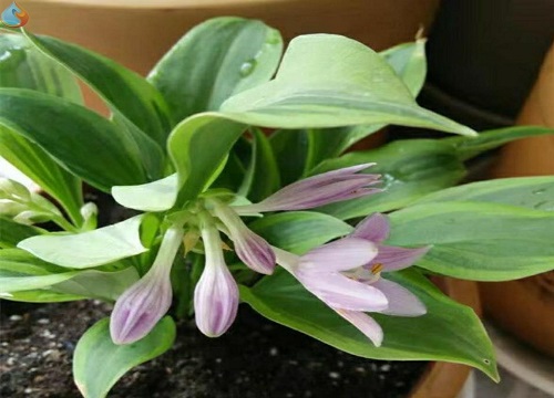 玉簪花花期是什么时候