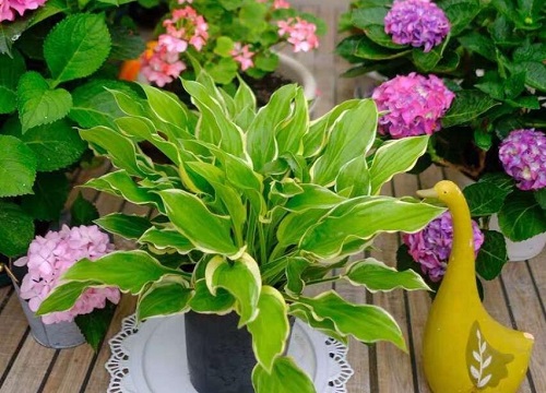 玉簪花花期是什么时候