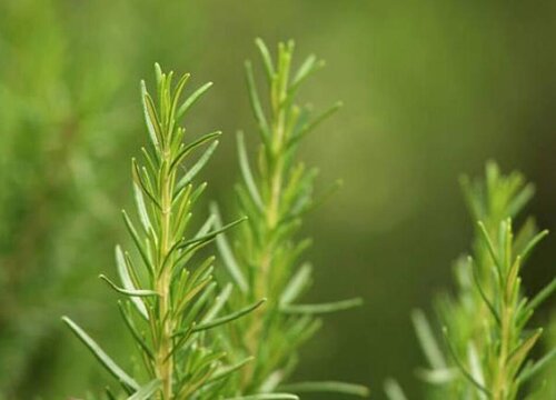 迷迭香可以扦插繁殖吗