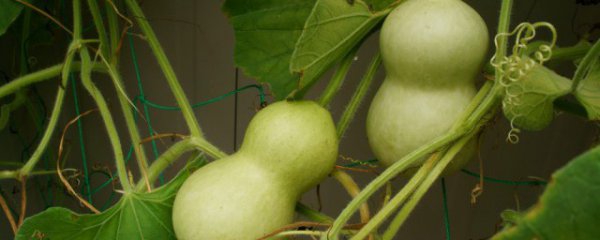 什么首饰可以辟邪保平安男