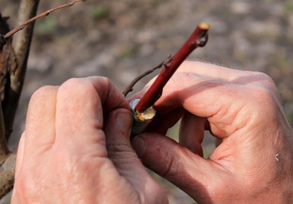 果树芽接什么时候最好