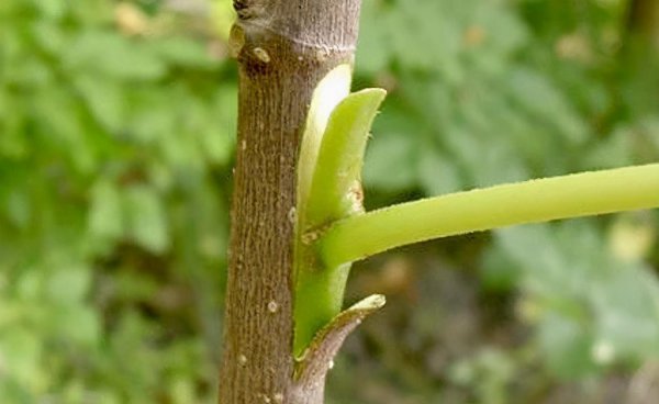 果树芽接什么时候最好