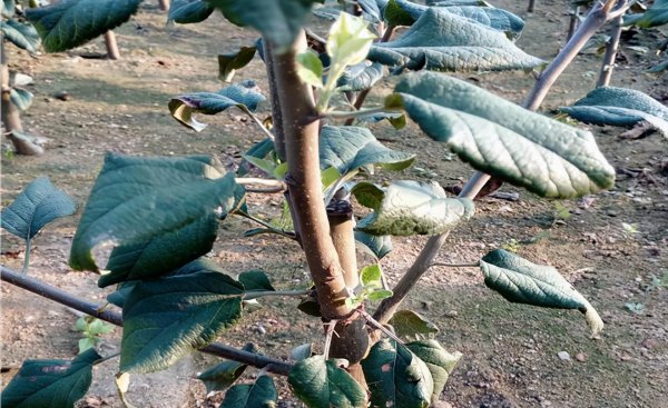 果树芽接什么时候最好