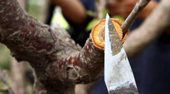 果树芽接什么时候最好