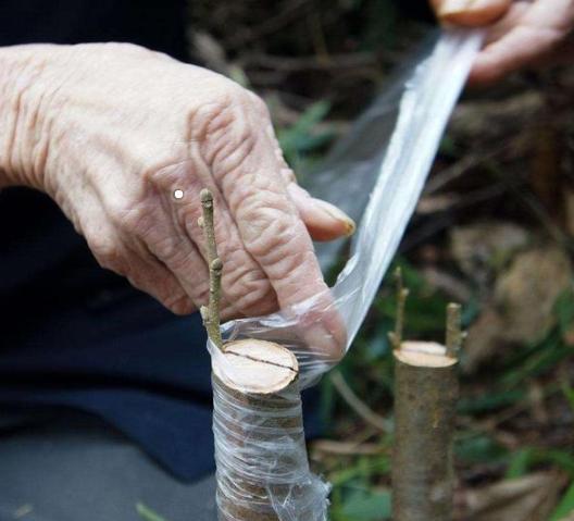 果树芽接什么时候最好