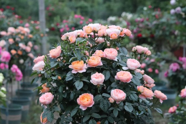 月季果汁阳台优缺点及图片